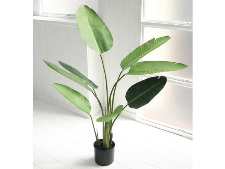 Art Plants (Used)